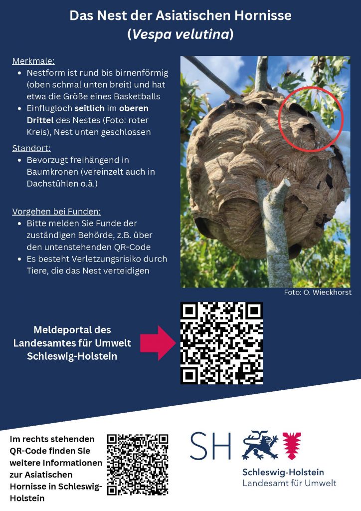 Flyer-Asiatische-Hornisse-Nester